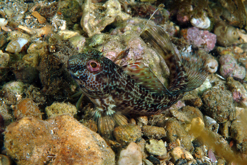 Livree di Parablennius pilicornis
